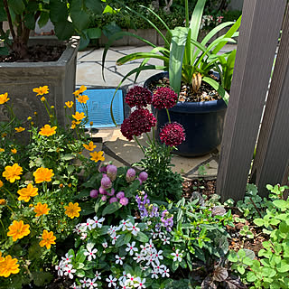 スカビオサ/門柱花壇/花のある暮らし/植物のある暮らし/花...などのインテリア実例 - 2021-06-24 13:05:13