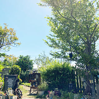 エゴノキ/植物のある暮らし/多肉植物のある暮らし/リメ缶/花のある暮らし...などのインテリア実例 - 2020-05-17 21:14:08