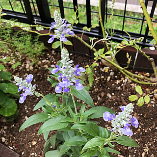 サルビアサリーファン/サルビア/花壇/花のある暮らし/植物のある暮らし...などのインテリア実例 - 2021-06-15 14:05:26