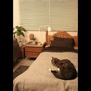 ベッド周り/観葉植物/IKEAライト/猫/ウニコ...などのインテリア実例 - 2016-11-27 19:57:56