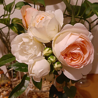 キッチン/バラ/薔薇/庭の花を生ける/ピエールドゥロンサール...などのインテリア実例 - 2020-05-18 18:24:50