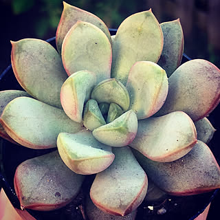 多肉植物/succulent plants/Torontoのインテリア実例 - 2017-10-18 06:37:55