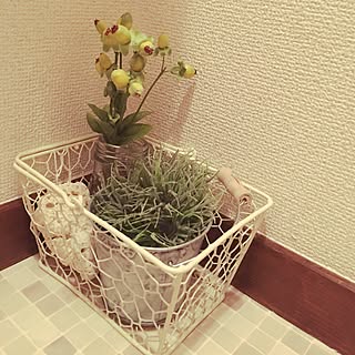 バス/トイレ/フェイクの花の瓶、柚子胡椒の瓶なんだよw/サンゴ/ねこと暮らす。/100均...などのインテリア実例 - 2016-11-29 19:13:22