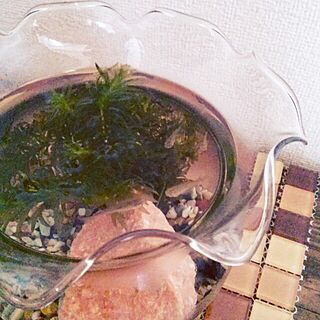 リビング/メダカ/金魚鉢のインテリア実例 - 2014-01-12 13:14:05