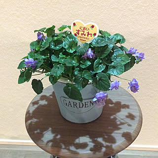 影が好き/においすみれ/花のある暮らし/植物のある暮らし/ガーデン雑貨...などのインテリア実例 - 2020-02-28 23:38:41