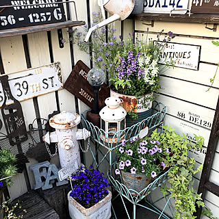 寄せ植え ロベリアのインテリア実例 Roomclip ルームクリップ