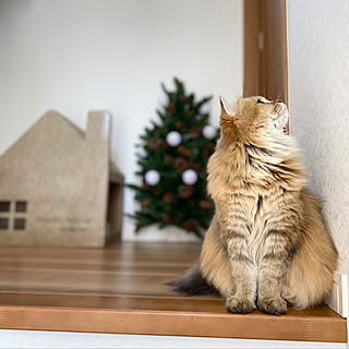 猫/クリスマス/猫と暮らす/猫と暮らす家/猫と暮らすインテリア...などのインテリア実例 - 2020-11-16 09:33:37