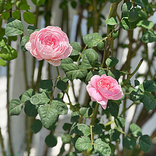 薔薇が好き/薔薇のある暮らし/庭のバラ/庭のある暮らし/玄関/入り口のインテリア実例 - 2022-05-23 12:07:12