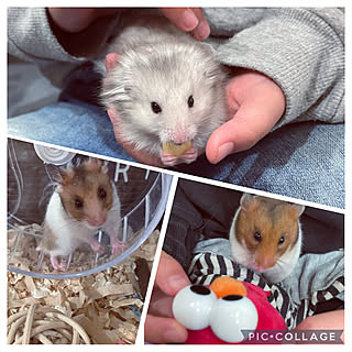 ハムスター/ハムスター飼ってます◡̈♥︎/ハムスターがいる暮らし/ハムスターと暮らす/2021年...などのインテリア実例 - 2021-12-18 13:36:05