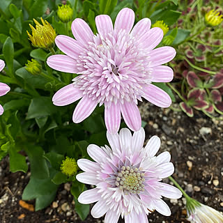 コロロのインテリア実例 Roomclip ルームクリップ コロロのインテリア実例 Roomclip ルームクリップ