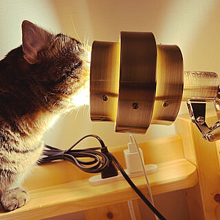 ナチュラル/猫/猫がいます/RoomClipショッピング/ベッド周りのインテリア実例 - 2022-06-03 09:29:49