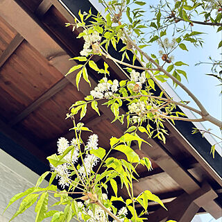 落葉樹/春/白い花/アオダモ/シンボルツリー...などのインテリア実例 - 2022-04-04 20:52:50