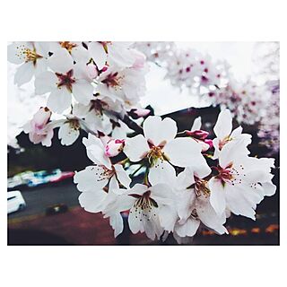 桜/SAKURAのインテリア実例 - 2014-03-28 20:50:10