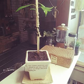 部屋全体/植物/日替わり投稿企画!木曜日/カフェ風インテリアを目指してのインテリア実例 - 2017-05-18 16:16:22