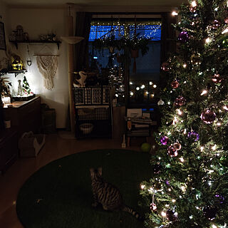 クリスマス/クリスマスツリー/24歳の子供より古いです/猫/ねこと暮らす...などのインテリア実例 - 2021-12-07 11:13:22