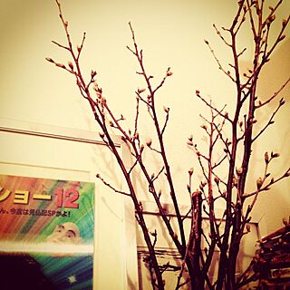 棚/桜/はなのインテリア実例 - 2014-03-05 02:17:02
