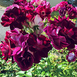 四季咲きバラ/アイスバーグの赤/薔薇/バラの庭/ばら好き...などのインテリア実例 - 2019-06-05 21:43:30