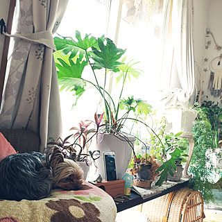 棚/観葉植物/犬と暮らす/観葉植物のある暮らし/ハンギンググリーン...などのインテリア実例 - 2020-04-07 08:08:25