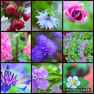 花のある暮らし/植物のある暮らし/自然と暮らす/シェードガーデン/中庭のある家...などのインテリア実例 - 2018-05-24 12:20:23