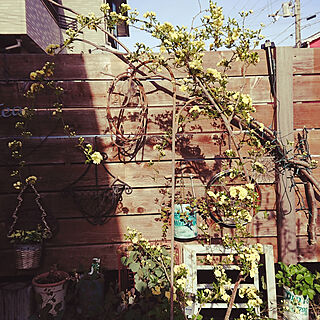 玄関/入り口/鉢植えのモッコウバラ/板塀のインテリア実例 - 2020-04-19 17:01:30