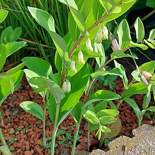 ナルコユリ/観葉植物のある暮らし/いいね！ありがとうございます♪/庭のある暮らし/花のある暮らし♡...などのインテリア実例 - 2022-04-22 06:56:45