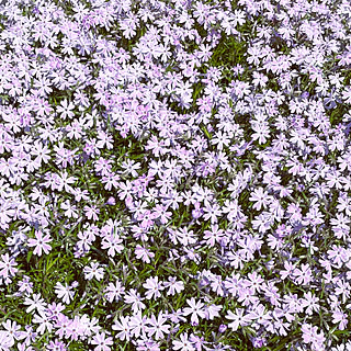 我が家ではありませんが…/芝桜/ガーデニング/観葉植物/ナチュラル...などのインテリア実例 - 2022-04-19 11:04:40