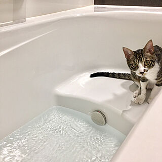 猫ばかりですみません/猫と暮らす。/保護ねこ部/靴下にゃんこ/お湯はりをします...などのインテリア実例 - 2019-10-08 14:51:40