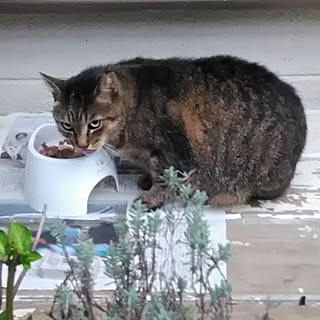 玄関/入り口/台風被害に遭われた方お見舞い申し上げます/にゃーちゃん/地域猫のインテリア実例 - 2019-10-15 20:21:10