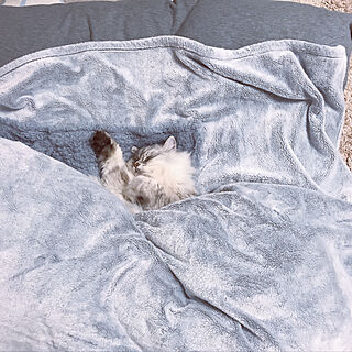ベッド周り/猫/ニトリ/ニトリの毛布のインテリア実例 - 2018-12-28 23:30:39