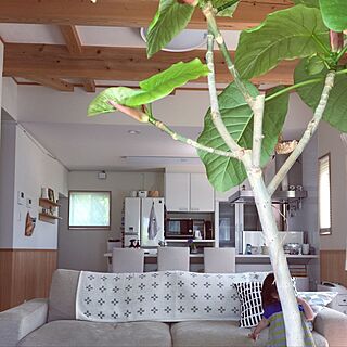 部屋全体/無印良品 ソファ/ウンベラータ復活/生活感たっぷり/写真むずかしい...などのインテリア実例 - 2017-05-23 09:59:39