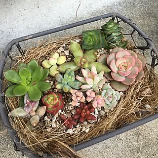 売約済多肉植物 寄せ植え