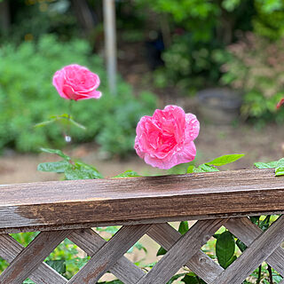 庭のお花/生花を飾る/玄関/入り口のインテリア実例 - 2022-05-11 12:49:11