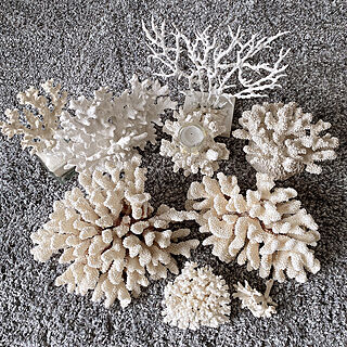 ニトリのラグ/ザラフォーム珊瑚のキャンドルホルダー/ニトリ珊瑚の瓶/海で拾った珊瑚のカケラ/珊瑚オブジェ...などのインテリア実例 - 2021-10-07 14:39:00