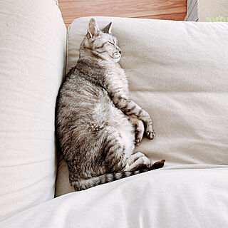 寝てる猫/ソファでお昼寝/ナチュラル/ねこのいる日常/猫との暮らし...などのインテリア実例 - 2020-08-22 12:04:39