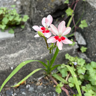 側溝の花/見ていただいてありがとうございます/春/RCの出会いに感謝♡/おうち時間...などのインテリア実例 - 2021-05-03 09:07:10