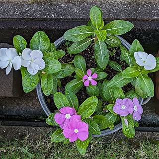 玄関/入り口/グリーンのある暮らし/グリーン/花のある暮らし/ティフトン芝...などのインテリア実例 - 2023-09-11 06:57:26