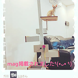 リビング/キャットタワー DIY/感謝感激♡/RCの出会いに感謝♡/RCmagに掲載して頂きました❤...などのインテリア実例 - 2017-11-12 13:53:50