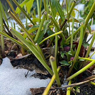 植物のある生活/植物のある暮らし/雪の庭/冬の庭/クリロー...などのインテリア実例 - 2023-01-29 11:54:29