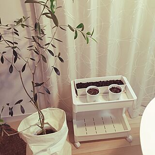 詳細はインスタに❤︎/植物ワゴン/ミニトマト/インスタ→marikaoruhome/室内栽培...などのインテリア実例 - 2017-04-11 21:41:13