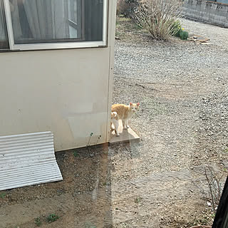 部屋全体/猫/猫と暮らす/実家編/タマの部屋のインテリア実例 - 2018-04-13 22:40:34