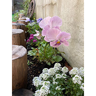 小さい庭/花壇DIY/2021.4.2/アリッサム/パンジー...などのインテリア実例 - 2021-04-02 10:53:47
