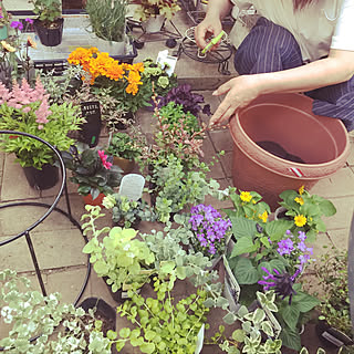 鉢植え 玄関先に花のおしゃれなアレンジ 飾り方のインテリア実例 Roomclip ルームクリップ