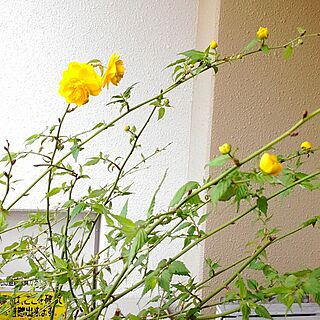 玄関/入り口/2016.4.11/やまぶき花咲く/ベランダのインテリア実例 - 2016-04-11 11:14:07