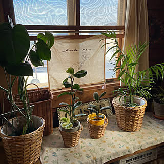 窓辺のグリーン/植物のある暮らし/ドライフラワーのある暮らし/ナチュラル/いつもいいねありがとうございます♡...などのインテリア実例 - 2022-02-12 09:34:28