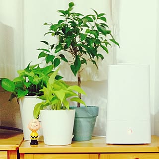 棚/チャーリーブラウン/加湿器/植物/ダイソーのインテリア実例 - 2016-01-18 20:53:39