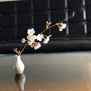 庭のお花/桜/生花を飾る/玄関/入り口のインテリア実例 - 2022-03-28 14:00:57