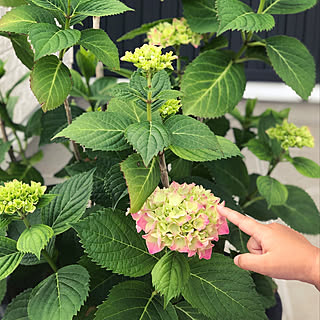 鉢植え/開花/甘露寺蜜璃/鬼滅の刃/紫陽花...などのインテリア実例 - 2021-05-23 17:42:23