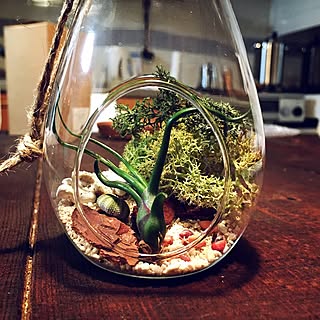 棚/くらげ/貝/観葉植物/一人暮らし...などのインテリア実例 - 2016-03-27 00:59:27