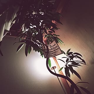 壁/天井/間接照明/アムステルダムキング/観葉植物/植物のある暮らし...などのインテリア実例 - 2016-02-28 19:59:44