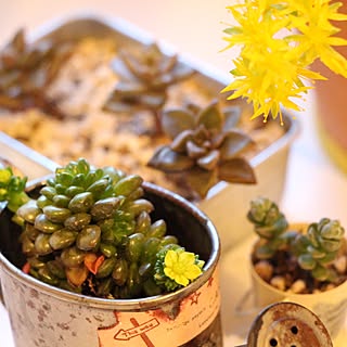 机/多肉の花/多肉植物/インスタしてます/100均...などのインテリア実例 - 2015-03-30 20:06:17